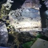 ISOPOD